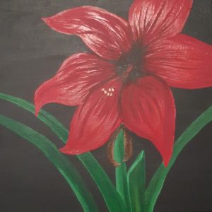 Amaryllis